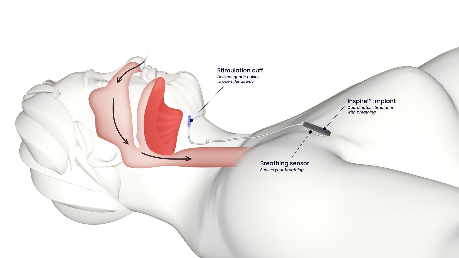 Human airway diagram